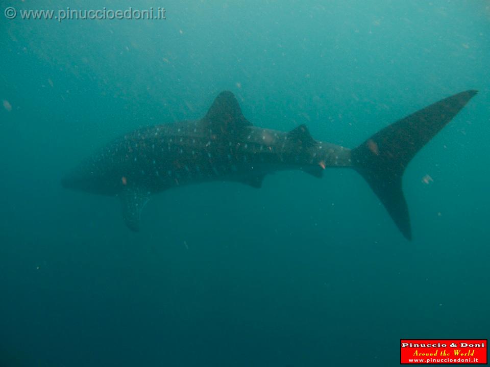 Djibouti - Whale Shark - 22.jpg